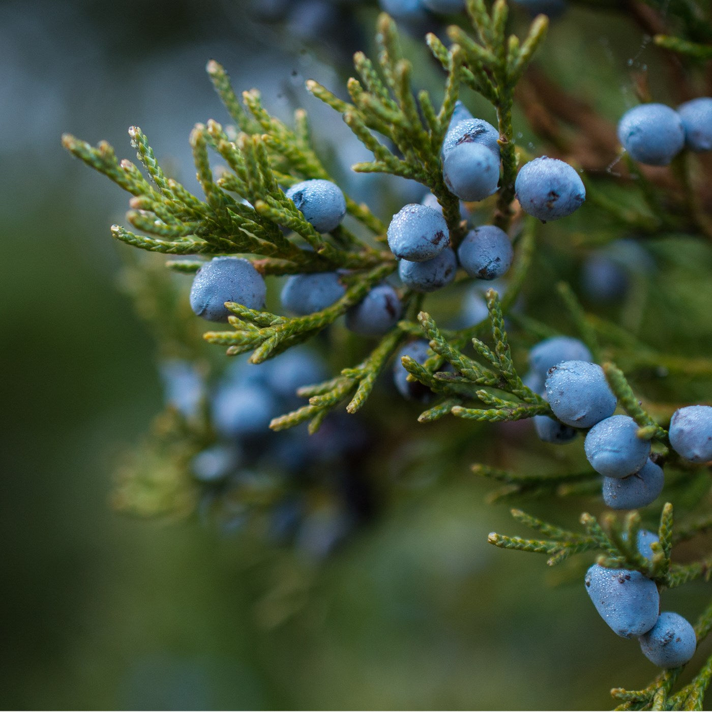 Alûstre Website Perfume Ingredients JUNIPER