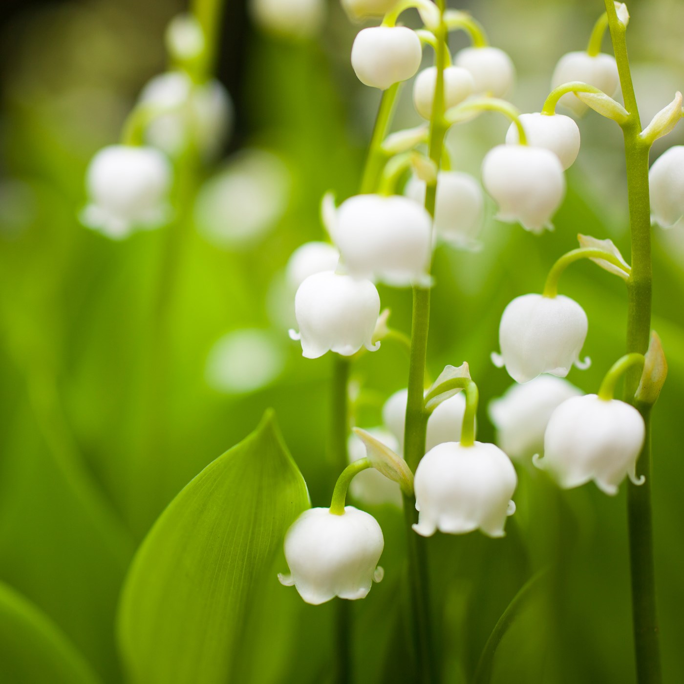 Alûstre Website Perfume Ingredients LILY OF THE VALLEY